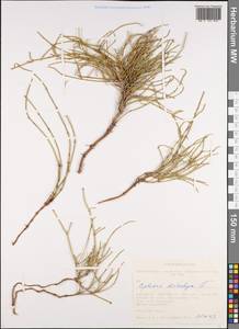Ephedra distachya L., Siberia, Altai & Sayany Mountains (S2) (Russia)