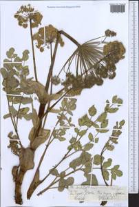 Angelica brevicaulis (Rupr.) B. Fedtsch., Middle Asia, Northern & Central Tian Shan (M4) (Kyrgyzstan)