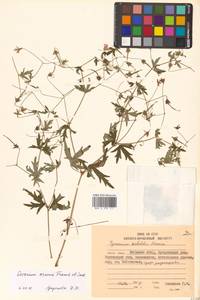 Geranium krameri Franch. & Sav., Siberia, Russian Far East (S6) (Russia)