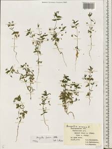 Lysimachia foemina (Mill.) U. Manns & Anderb., Eastern Europe, Central forest-and-steppe region (E6) (Russia)