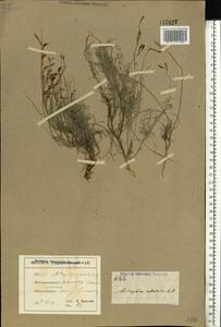 Astragalus subuliformis DC., Eastern Europe, North Ukrainian region (E11) (Ukraine)