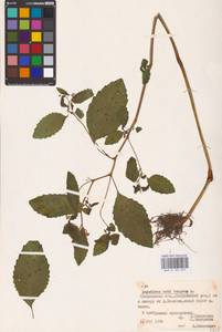 Impatiens noli-tangere L., Eastern Europe, Belarus (E3a) (Belarus)