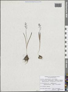 Hyacinthella leucophaea (K.Koch) Schur, Eastern Europe, Central forest-and-steppe region (E6) (Russia)