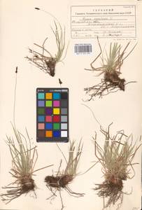 Carex montana L., Eastern Europe, Eastern region (E10) (Russia)