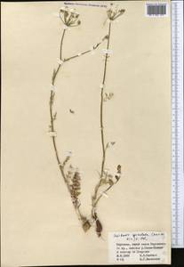 Oedibasis apiculata (Kar. & Kir.) Koso-Pol., Middle Asia, Northern & Central Tian Shan (M4) (Kyrgyzstan)