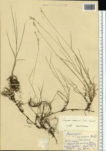 Leymus ramosus (K.Richt.) Tzvelev, Eastern Europe, Central region (E4) (Russia)