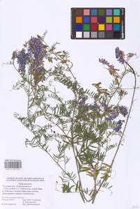 Vicia cracca L., Eastern Europe, Central region (E4) (Russia)