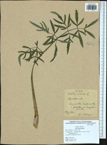 Cicuta virosa L., Eastern Europe, Central region (E4) (Russia)