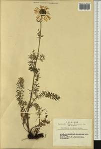 Tanacetum pulchellum Sch. Bip., Siberia, Altai & Sayany Mountains (S2) (Russia)