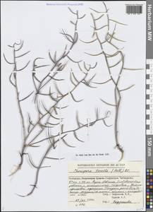 Chorispora tenella (Pall.) DC., Middle Asia, Caspian Ustyurt & Northern Aralia (M8) (Kazakhstan)
