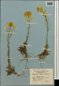Erysimum ibericum (Adams) DC., Caucasus, South Ossetia (K4b) (South Ossetia)