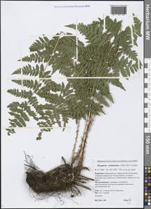 Dryopteris carthusiana (Vill.) H. P. Fuchs, Siberia, Baikal & Transbaikal region (S4) (Russia)