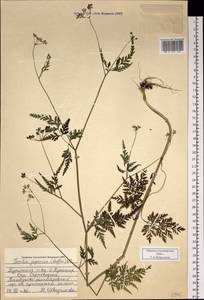 Torilis japonica (Houtt.) DC., Siberia, Russian Far East (S6) (Russia)