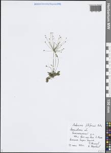 Androsace filiformis Retz., Eastern Europe, Central forest region (E5) (Russia)