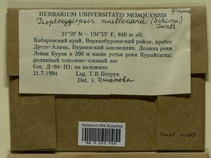 Isopterygiopsis catagonioides (Broth.) Ignatov & Ignatova, Bryophytes, Bryophytes - Russian Far East (excl. Chukotka & Kamchatka) (B20) (Russia)