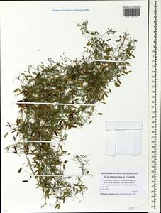 Vicia tetrasperma (L.)Schreb., Eastern Europe, Moscow region (E4a) (Russia)