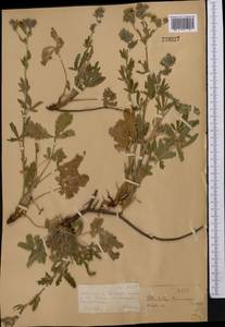 Potentilla pedata Willd., Middle Asia, Dzungarian Alatau & Tarbagatai (M5) (Kazakhstan)