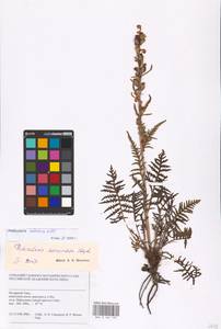 MHA 0 162 135, Pedicularis compacta Stephan ex Willd., Siberia, Western Siberia (S1) (Russia)