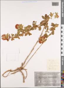 Trifolium lupinaster L., Siberia, Russian Far East (S6) (Russia)