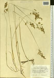 Anthoxanthum nitens (Weber) Y.Schouten & Veldkamp, Siberia, Western Siberia (S1) (Russia)