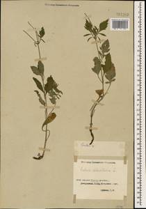 Scabiosa columbaria L., Caucasus, Georgia (K4) (Georgia)
