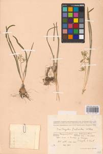 Ornithogalum fimbriatum Willd., Eastern Europe, South Ukrainian region (E12) (Ukraine)