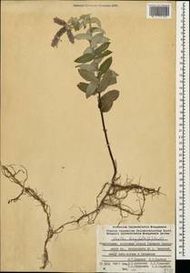 Mentha longifolia (L.) Huds., Caucasus, Azerbaijan (K6) (Azerbaijan)