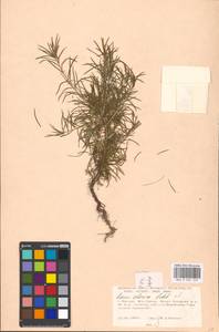 Larix sibirica Ledeb., Eastern Europe, Moscow region (E4a) (Russia)