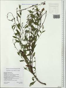 Oenothera rosea Aiton, Western Europe (EUR) (Germany)