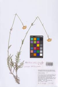 Cephalaria uralensis (Murray) Roem. & Schult., Eastern Europe, Central forest-and-steppe region (E6) (Russia)