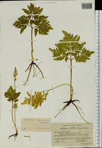 Sceptridium robustum (Rupr.) Lyon, Siberia, Russian Far East (S6) (Russia)