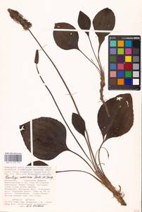 Plantago maxima Juss. ex Jacq., Middle Asia, Caspian Ustyurt & Northern Aralia (M8) (Kazakhstan)