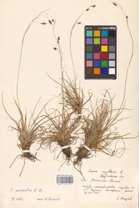 Carex fuliginosa Schkuhr, Eastern Europe, Eastern region (E10) (Russia)