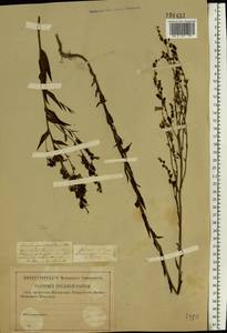 Linaria genistifolia (L.) Mill., Eastern Europe, Lower Volga region (E9) (Russia)