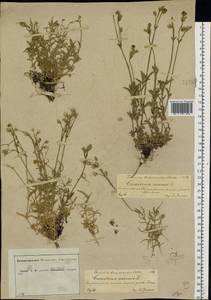 Cerastium arvense L., Eastern Europe, Central forest-and-steppe region (E6) (Russia)
