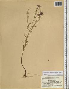 Dontostemon dentatus (Bunge) C. A. Mey. ex Ledeb., Siberia, Russian Far East (S6) (Russia)