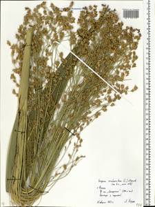Sorghum bicolor (L.) Moench, Eastern Europe, Central region (E4) (Russia)
