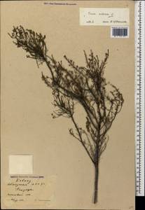 Erica arborea L., Caucasus, Abkhazia (K4a) (Abkhazia)