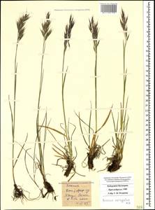 Bromus variegatus M.Bieb., Caucasus, Stavropol Krai, Karachay-Cherkessia & Kabardino-Balkaria (K1b) (Russia)