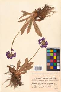 Primula auriculata Lam., Caucasus, Azerbaijan (K6) (Azerbaijan)