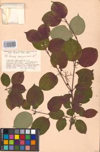 Cornus sanguinea L., Eastern Europe, Moscow region (E4a) (Russia)