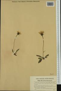 Hieracium pallescens subsp. murrianum (Murr) Gottschl., Western Europe (EUR) (Austria)