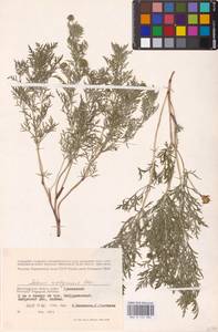 Adonis volgensis DC., Eastern Europe, Lower Volga region (E9) (Russia)