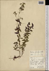Galium amurense Pobed., Siberia, Russian Far East (S6) (Russia)