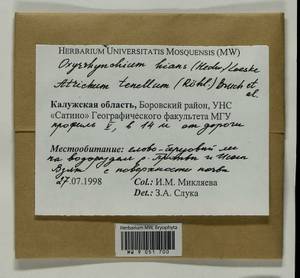 Oxyrrhynchium hians (Hedw.) Loeske, Bryophytes, Bryophytes - Middle Russia (B6) (Russia)