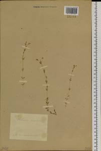 Stellaria crassifolia Ehrh., Siberia, Baikal & Transbaikal region (S4) (Russia)