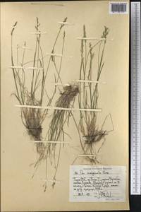 Poa glauca subsp. glauca, Middle Asia, Pamir & Pamiro-Alai (M2) (Tajikistan)