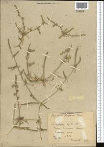 Lepidium aucheri Boiss., Middle Asia, Syr-Darian deserts & Kyzylkum (M7) (Uzbekistan)