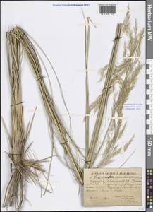 Neotrinia splendens (Trin.) M.Nobis, P.D.Gudkova & A.Nowak, Middle Asia, Caspian Ustyurt & Northern Aralia (M8) (Kazakhstan)