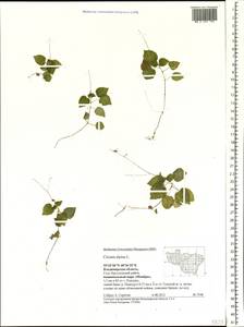 Circaea alpina L., Eastern Europe, Central region (E4) (Russia)
